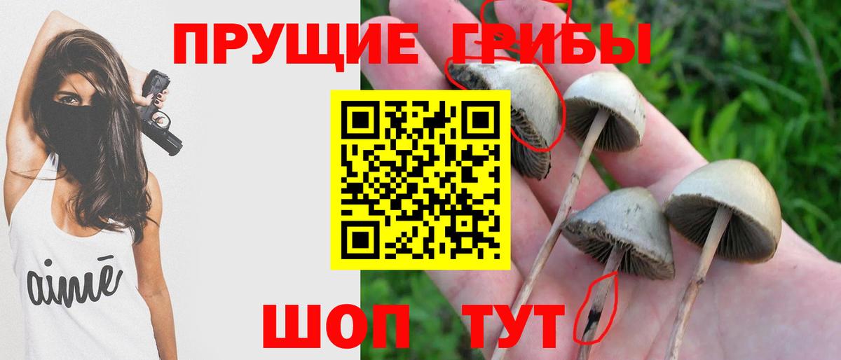 Галлюциногенные грибы Cubensis Электрогорск